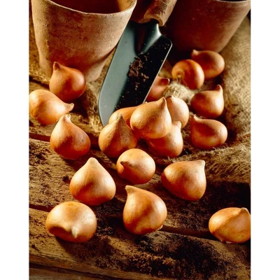25ct Tulips Popcorn Bulbs - Van Zyverden 5 25ct Tulips Popcorn Bulbs - Van Zyverden - Image 3